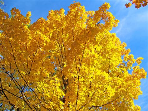 Yellow Maple Tree Branches Free Stock Photo - Public Domain Pictures