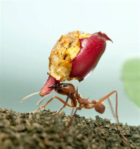 Ants Carrying Food Stock Photos, Pictures & Royalty-Free Images - iStock