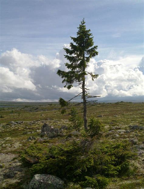 Oldest Tree In The World