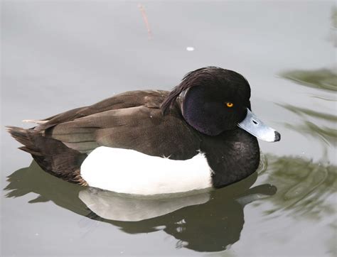 Pictures and information on Tufted Duck