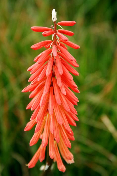 Australian Native Orchids - Burke's Backyard