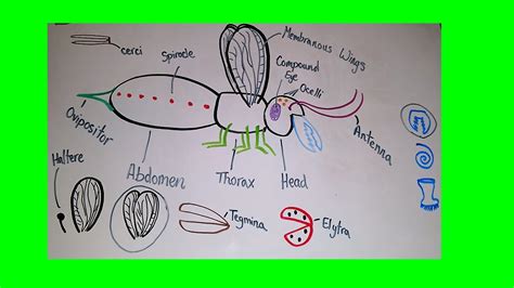 Introduction to Insect Anatomy - YouTube
