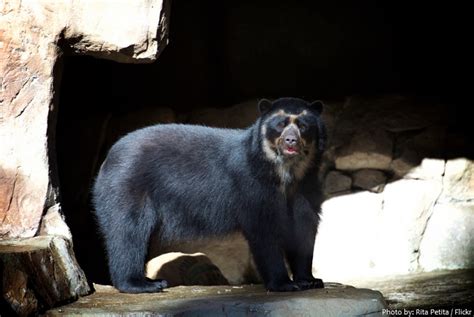 Interesting facts about spectacled bears | Just Fun Facts