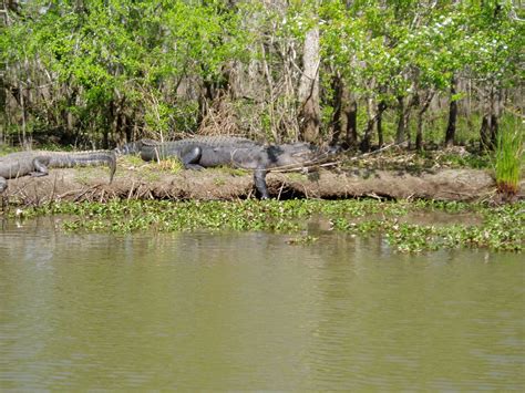 COURETS SWAMP TOURS OF LOUISIANA: SUNRISE ATCHAFALAYA BASIN