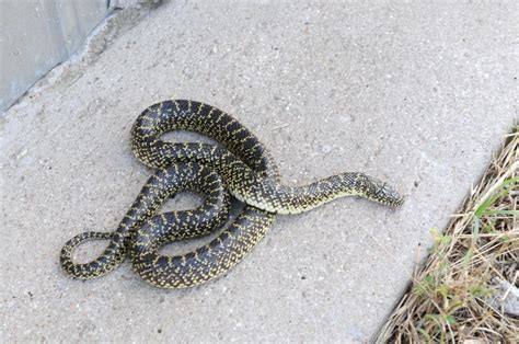 kingsnake.com photo gallery > Kingsnakes > Desert Kingsnake Speckled ...