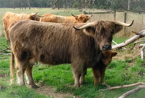 Highland coat colour genetics — Avoch Highlands Cattle