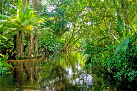 Biodiversity In The Amazon Rainforest