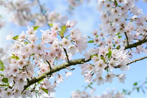 The Best Cherry Blossom Trees For Your Garden | BBC Gardeners World Magazine