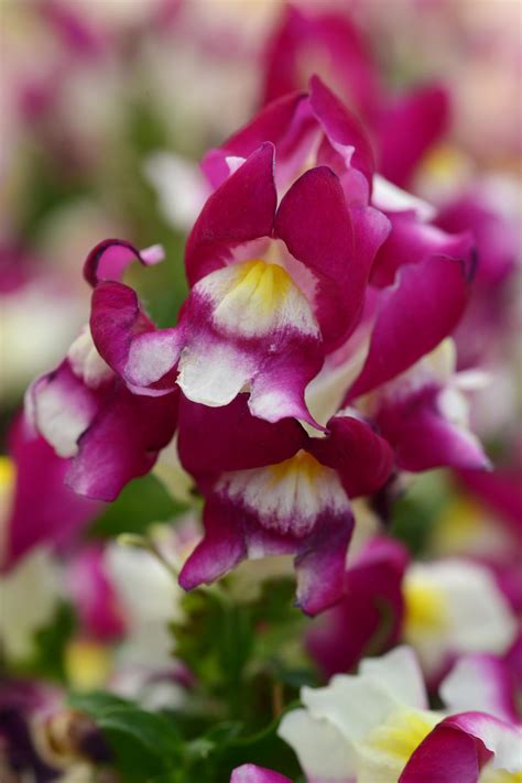 How To Grow and Care For Snapdragon Flowers | HGTV