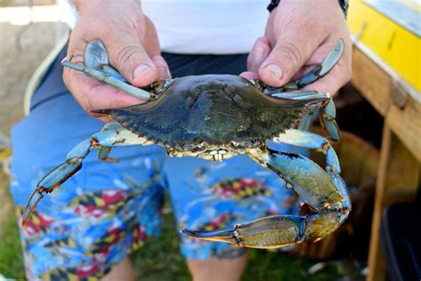 Maryland Seafood Festival | Annapolis, MD