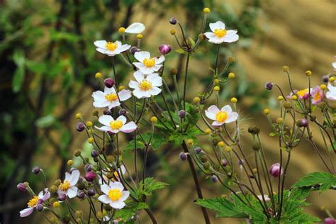 Japanese anemone: propagation, care & varieties - Plantura