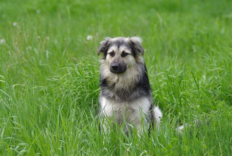 Are Carpathian Shepherd Dog Hypoallergenic