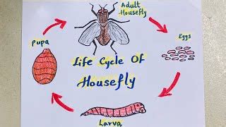 Life Cycle Of A Housefly