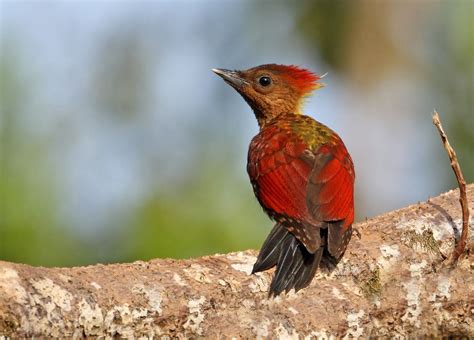 Taman Negara: the Merapoh entrance | Wildlife photography, Pet birds, Fraser's hill