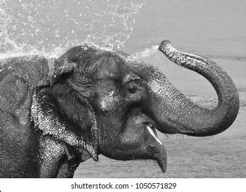 Elephant Bath Time Asian Elephant Spraying Stock Photo 1050571829 | Shutterstock