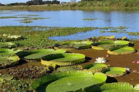 Ecosistemas mixtos: ambientes muy versátiles de la naturaleza