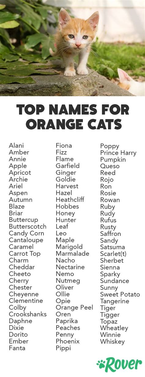 100 Best Orange Cat Names with Popularity Rankings | Cute pet names, Cute cat names, Girl cat names
