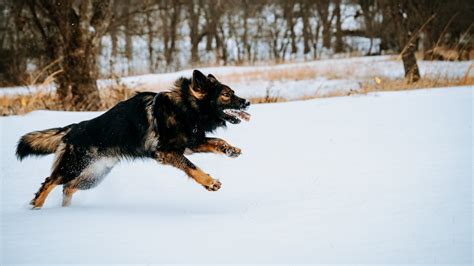 Best and Worst Chews for Large Dogs — Jakoba German Shepherds