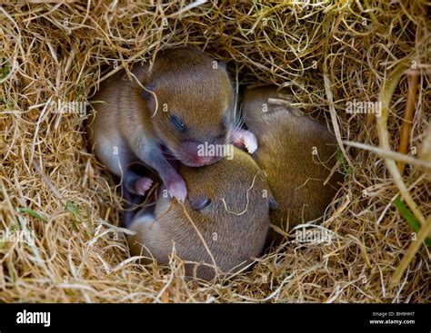 Baby Field Mice in Nest Stock Photo - Alamy