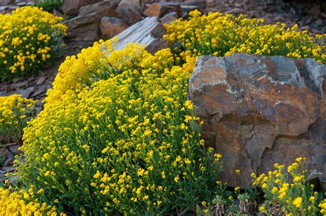 Create a Stunning Small Rock Garden with Potted Plants: Get Inspired!