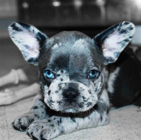 29+ French Bulldog Grey With Blue Eyes For Sale Photo - Bleumoonproductions