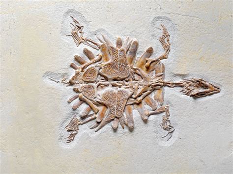 Images Of Trace Fossils