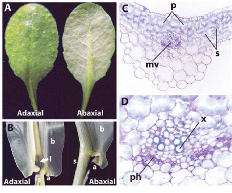 Adaxial-abaxial leaf architecture. (A) The adaxial side of an ...