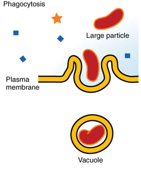 Phagocytosis vs. Pinocytosis: What's the Difference? - Main Difference