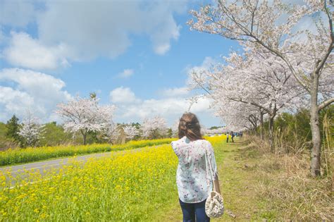 Cherry Blossom Season on Jeju: Spring Aesthetic — Evelyne Park | Art