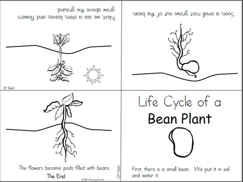 Free Mini Book - Bean Life Cycle | Made By Teachers