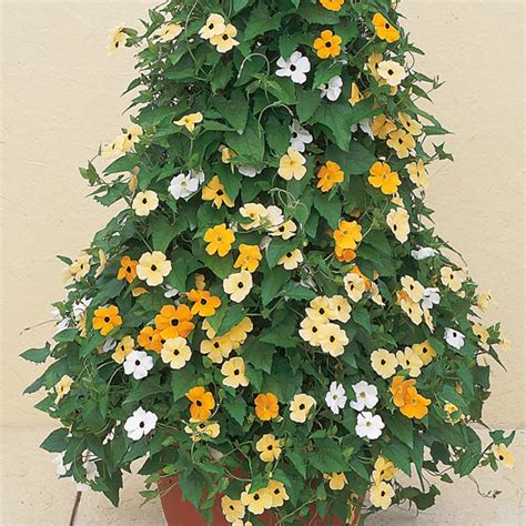 Thunbergia Alata Mix Flower Seeds | Etsy