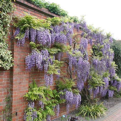 5 Lilac Blue Wisteria Vine Seeds