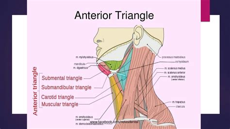 SOLUTION: Anatomy of submental and submandibular triangles - Studypool