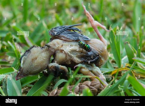 Dead baby bird lying on grass Stock Photo - Alamy