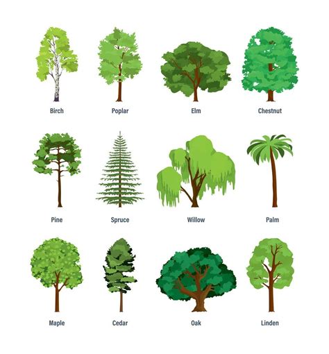 42+ Common Types Of Trees With Names, Facts, and Pictures | Trees to plant, Tree illustration ...