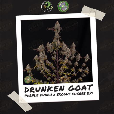 Drunken Goat strain • The Fragrance Transports You to a Vineyard