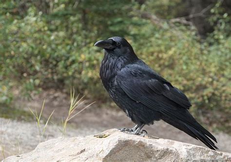 1,000+ Free Raven & Crow Photos