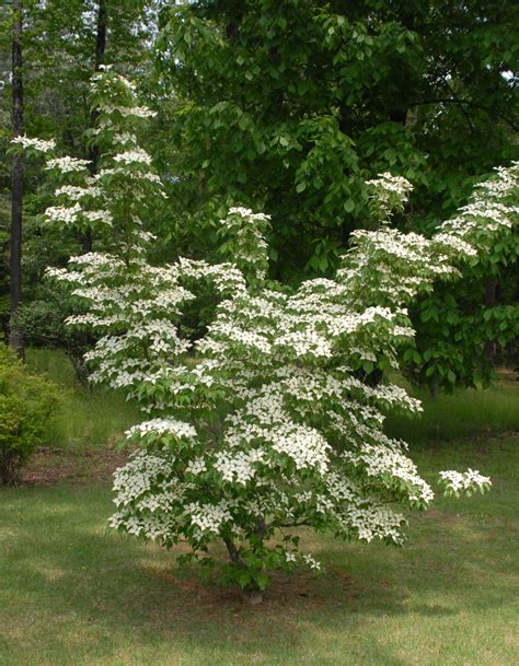 Cornus kousa (Chinese Dogwood, Japanese Dogwood, Kousa Dogwood) | North Carolina Extension ...