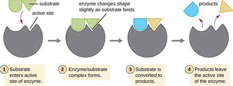 Energy, Matter, and Enzymes | Microbiology | | Course Hero