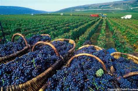 Harvest of Pinot Noir grapes in Vosne Romanee, Burgundy......© Owen ...