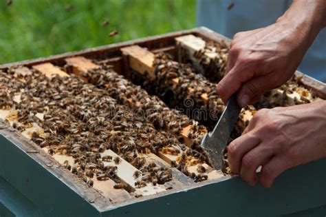 Beekeeper Using Hive Tool To Separate Honeycombs Stock Photo - Image of tool, beehive: 15324240