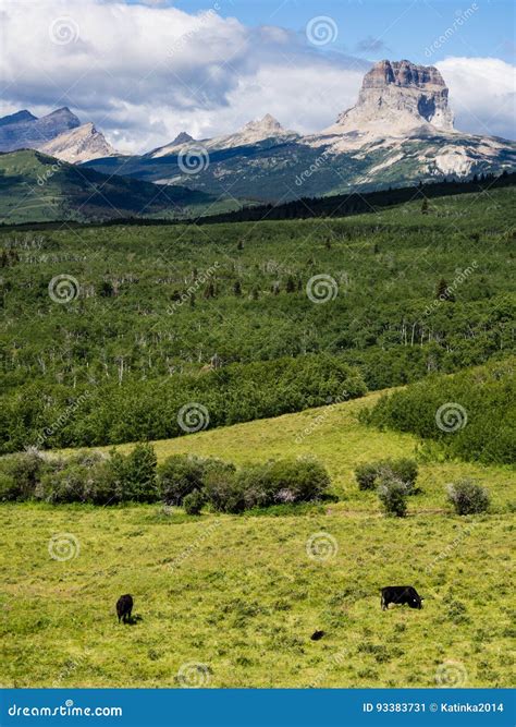 Chief Mountain in Glacier National Park Stock Image - Image of scenery, grazing: 93383731