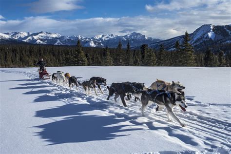 The Science of Sled Dogs Distance Learning Program - Teachers (U.S ...