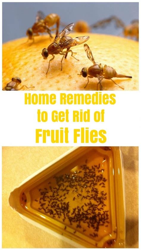 How to Get Rid of Fruit Flies and Kill Them? - Fruit Flies Repellent