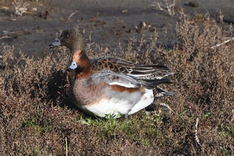 Eurasian Wigeon | BirdForum