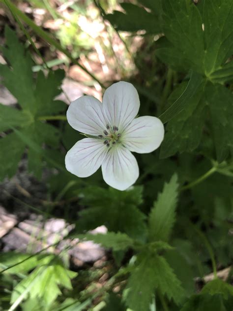 Drilling down on reproduction — Independence Pass Foundation