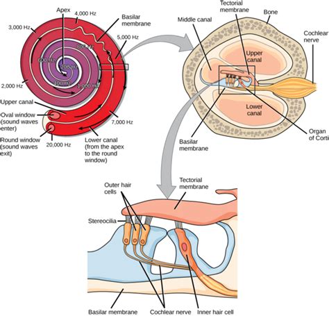 Auditory Pathways - Reception and Mechanotransduction of Sound - Within the Cochlea ...