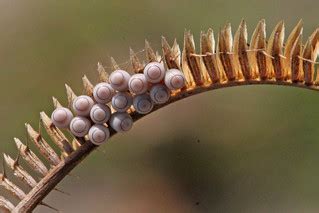 Toothachegrass (Ctenium aromaticum) with Stink Bug (Pentat… | Flickr