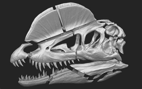 3D Printed Dilophosaurus Skull Part 1/2 by arric | Pinshape