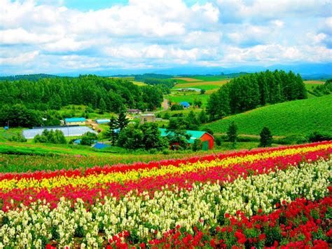 Field of Flowers wallpapers Free Download